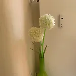 Im Osteiner Hof * Moguncja